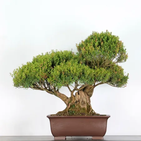BONSAI MYRTLE "MYRTUS" 2-3