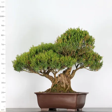 image supplémentaire - BONSAI MYRTLE "MYRTUS" 2-3