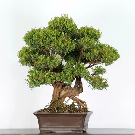 BONSAI MYRTLE "MYRTUS" 2-4
