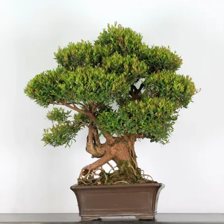 image supplémentaire - BONSAI MYRTLE "MYRTUS" 2-4