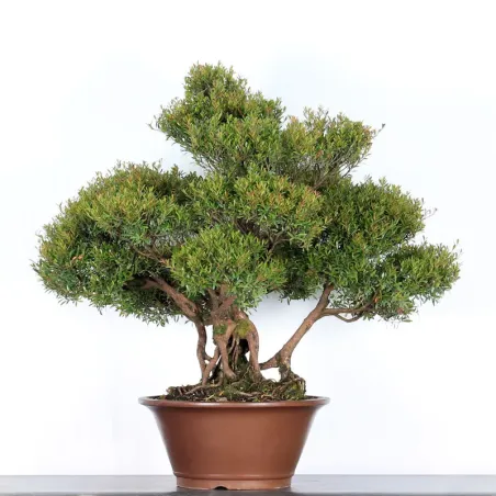 image supplémentaire - BONSAI MYRTE "MYRTUS" 2-5