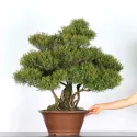 BONSAI MYRTE "MYRTUS" 2-5