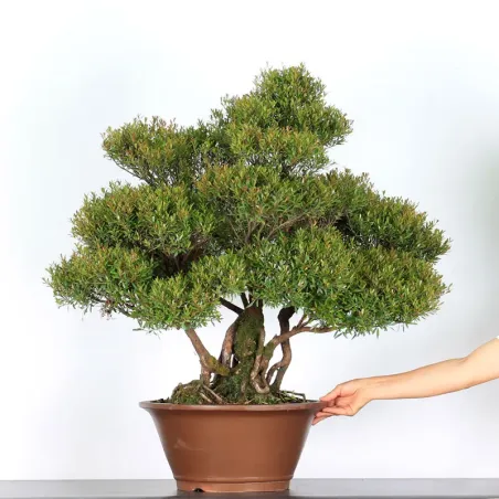 BONSAI MYRTE "MYRTUS" 2-5