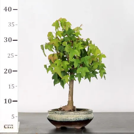 image supplémentaire - ACER BUERGERIANUM 1-1