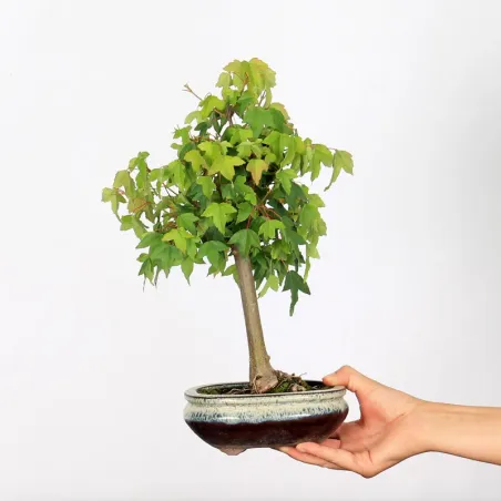 Bonsai Erable Burger Shohin 1-1