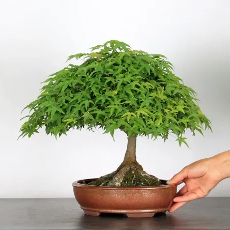 Bonsai Erable Kiyohime AK-1-2