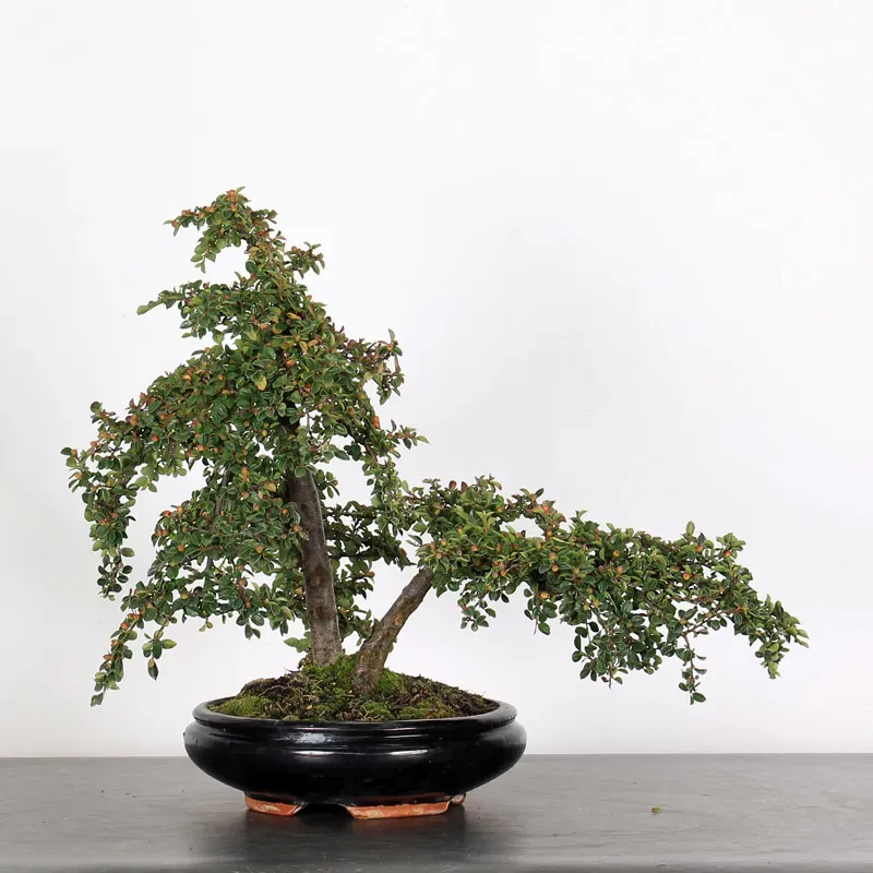 Bonsai Cotoneaster