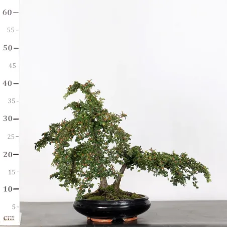 image supplémentaire - COTONEASTER "HORIZONTALIS" 1-1
