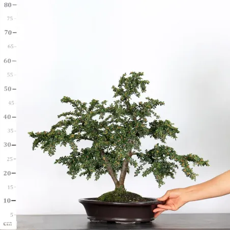 COTONÉASTER "HORIZONTALIS" 1-2