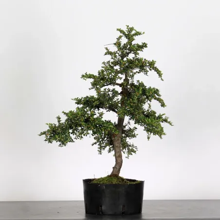 Bonsai Cotoneaster