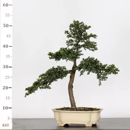 image supplémentaire - COTONEASTER "HORIZONTALIS"...