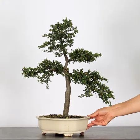 COTONEASTER "HORIZONTALIS" 1-10