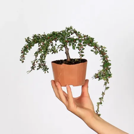 Bonsai Cotoneaster