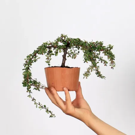 image supplémentaire - PREBONSAI COTONEASTER...