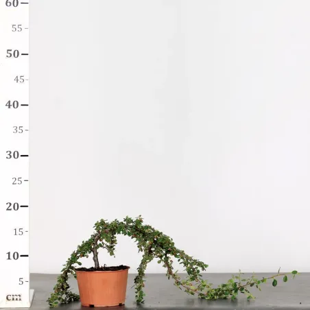 image supplémentaire - PREBONSAI COTONEASTER...