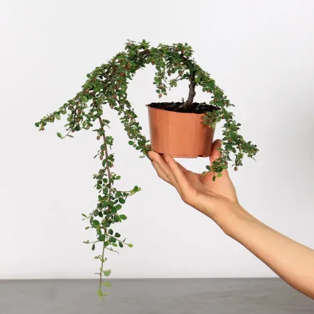 Bonsai Cotoneaster