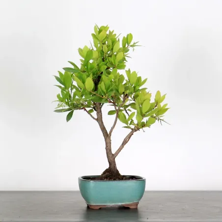 ARBOUSIER "ARBUTUS UNEDO" 1-1
