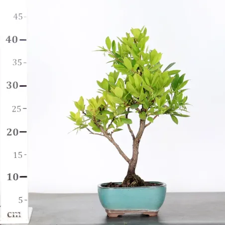image supplémentaire - ARBOUSIER "ARBUTUS UNEDO" 1-1