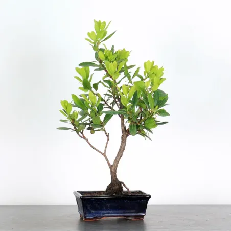 ARBOUSIER "ARBUTUS UNEDO" 1-2