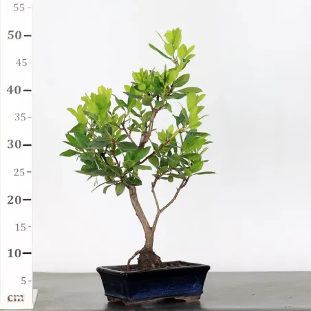 image supplémentaire - ARBOUSIER "ARBUTUS UNEDO" 1-2