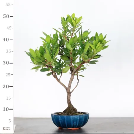 image supplémentaire - ARBOUSIER "ARBUTUS UNEDO" 1-3