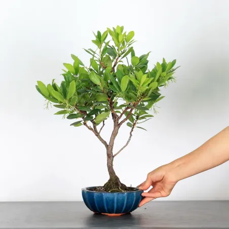 ARBOUSIER "ARBUTUS UNEDO" 1-3