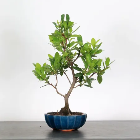 ARBOUSIER "ARBUTUS UNEDO" 1-4