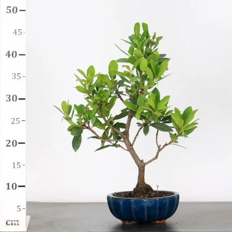 image supplémentaire - ARBOUSIER "ARBUTUS UNEDO" 1-4