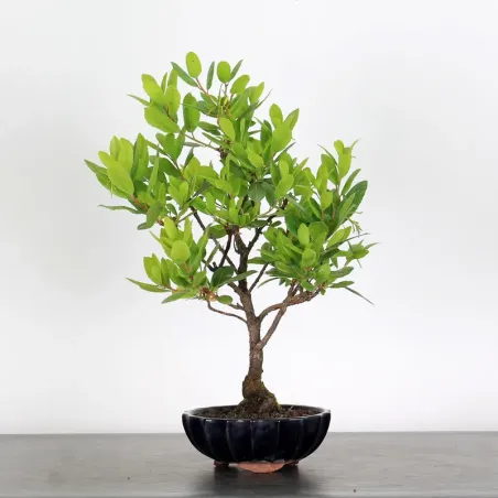 ARBOUSIER "ARBUTUS UNEDO" 1-5