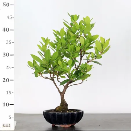 image supplémentaire - ARBOUSIER "ARBUTUS UNEDO" 1-5