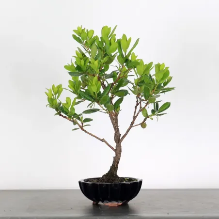 ARBOUSIER "ARBUTUS UNEDO" 1-6