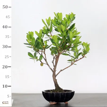 image supplémentaire - ARBOUSIER "ARBUTUS UNEDO" 1-6