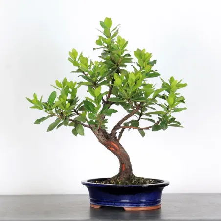 ARBOUSIER "ARBUTUS UNEDO" 1-7