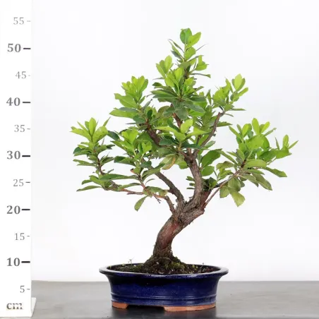 image supplémentaire - ARBOUSIER "ARBUTUS UNEDO" 1-7