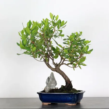 ARBOUSIER "ARBUTUS UNEDO" 1-8