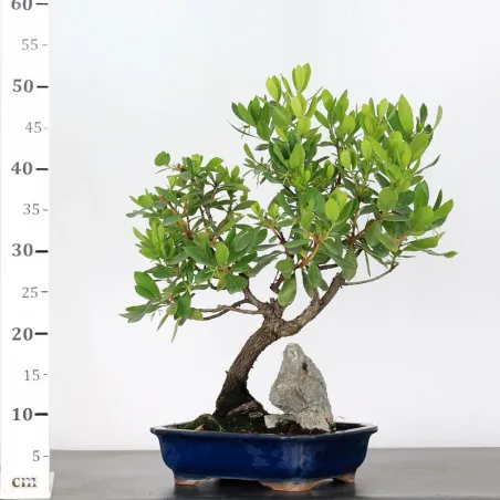 image supplémentaire - ARBOUSIER "ARBUTUS UNEDO" 1-8