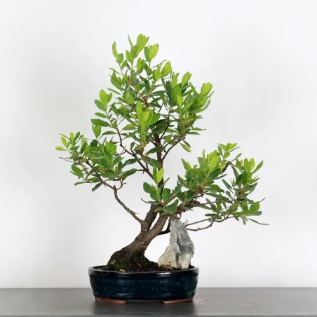 ARBOUSIER "ARBUTUS UNEDO" 1-9