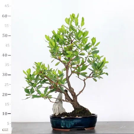 image supplémentaire - ARBOUSIER "ARBUTUS UNEDO" 1-9