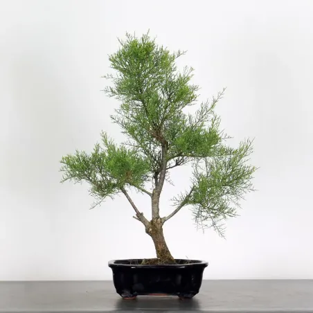 Bonsai Tamaris TA-1-4