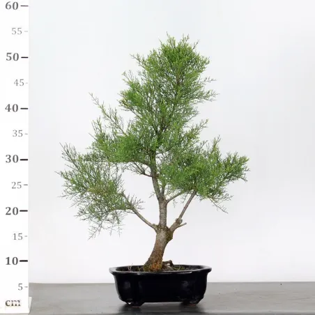 image supplémentaire - TAMARIX 1-4