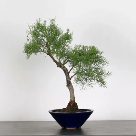 Bonsai Tamaris TA-1-7