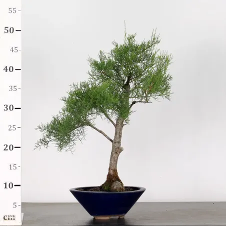 image supplémentaire - TAMARIX 1-7