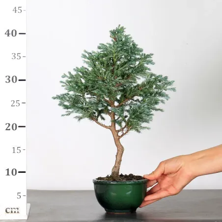 image supplémentaire - CHAMAECYPARIS pisifera...
