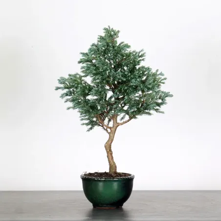 CHAMAECYPARIS pisifera BOULEVARD 3-1