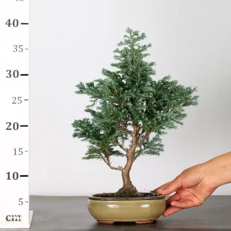image supplémentaire - CHAMAECYPARIS pisifera...