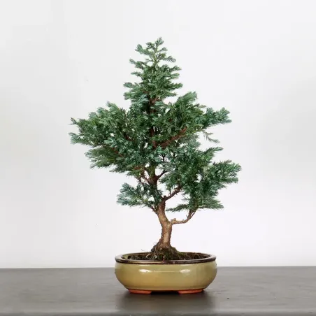 CHAMAECYPARIS pisifera BOULEVARD 3-2