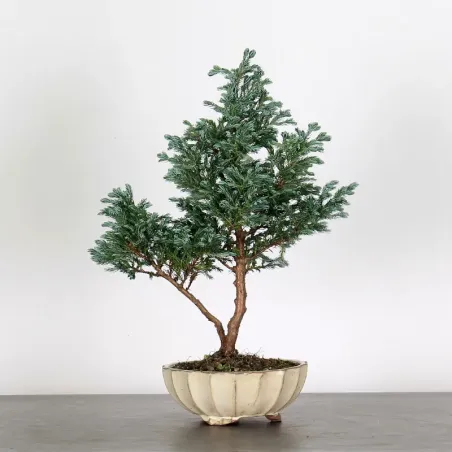 CHAMAECYPARIS pisifera BOULEVARD 3-3