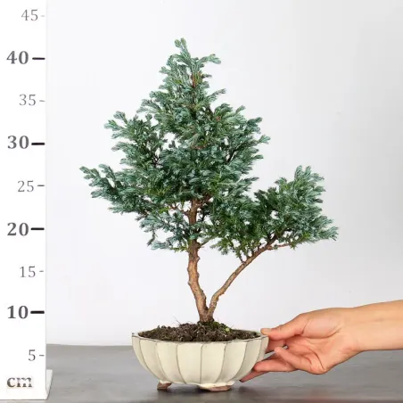 image supplémentaire - CHAMAECYPARIS pisifera...