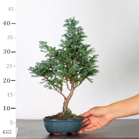 image supplémentaire - CHAMAECYPARIS pisifera...
