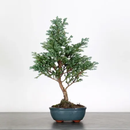 CHAMAECYPARIS pisifera BOULEVARD 3-4